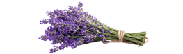Lavanda